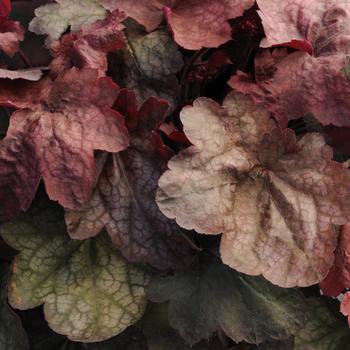 Heuchera 'Carnival Candy Apple' 