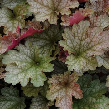 Heuchera 'Carnival Fall Festival' 