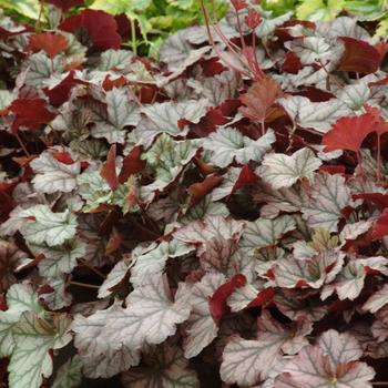 Heuchera 'Harvest Burgundy' 