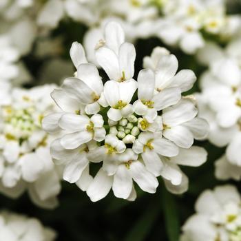 Iberis sempervirens 'White Out' 