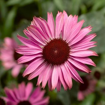 Echinacea purpurea 'Compact Dark Rose' 