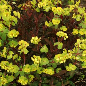 Euphorbia amygdaloides 'Golden Glory' 