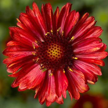 Gaillardia aristata Barbican™ 'Red'