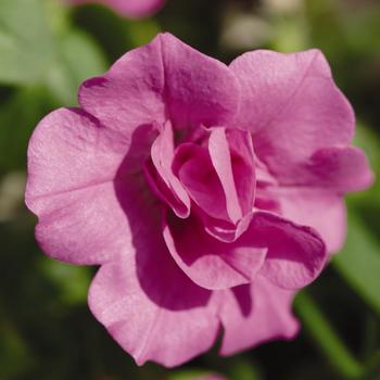 Petunia Double Wave® 'Lavender Spreading'