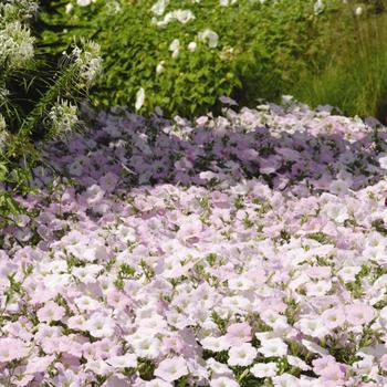 Petunia 'Misty Lilac' 