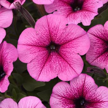 Petunia 'Rose Fusion' 