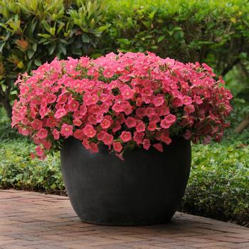 Petunia 'Coral Crush' 