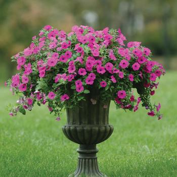 Petunia 'Purple' 