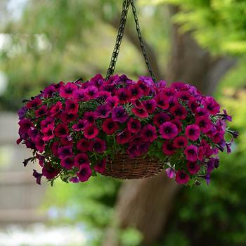 Petunia 'Deep Purple' 