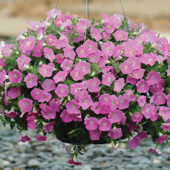 Petunia 'Pink Shade' 