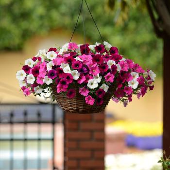 Petunia 'Power Mix' 