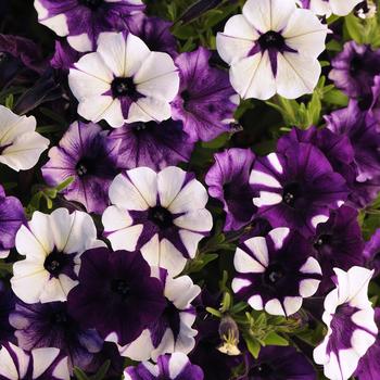 Petunia 'Purple Tie Dye' 