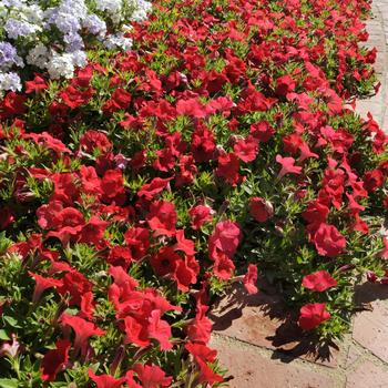 Petunia 'Red' 