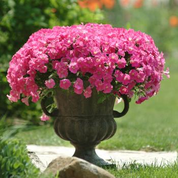 Petunia 'Rose' 