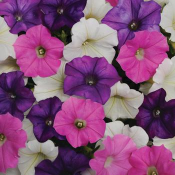 Petunia 'Volt Mix' 