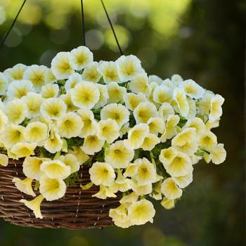 Petunia 'Yellow' 