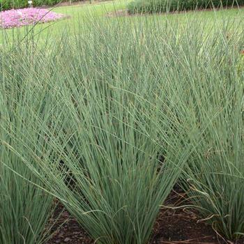 Juncus 'Twisted Arrows' 