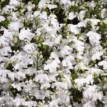 Lobelia erinus 'White Palace' 