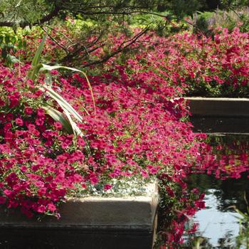 Petunia 'Cherry' 