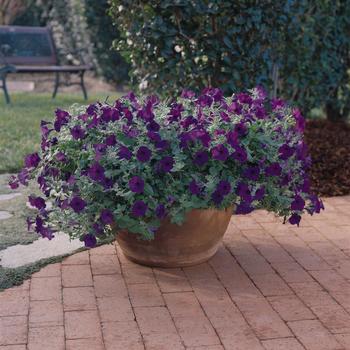 Petunia 'Blue' 