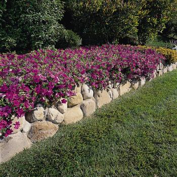 Petunia 'Lavender' 