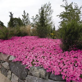 Petunia 'Pink' 