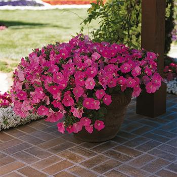 Petunia 'Purple Classic' 