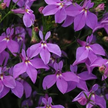 Lobelia erinus 'Compact Purple' 