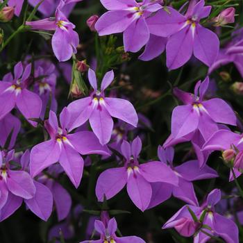 Lobelia erinus Magadi™ 'Compact Purple'