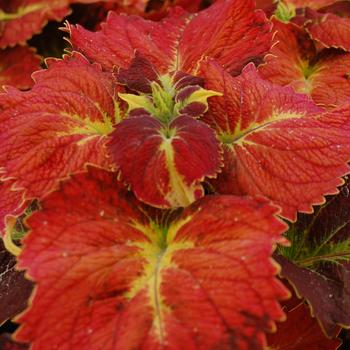 Coleus 'Tilt A Whirl' 