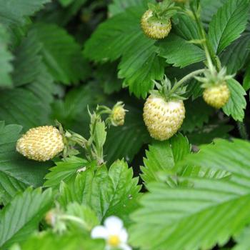 Fragaria vesca var. semperflorens 'Yellow Wonder' 