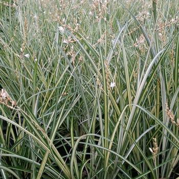 Anthericum saundersiae 'Variegatum' 