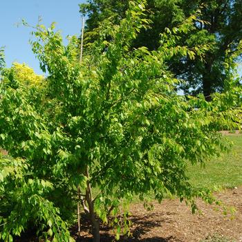 Carpinus caroliniana 'Stowe cascade' 