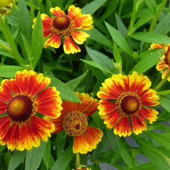 Helenium autumnale 'Embers' 