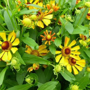 Helenium autumnale 'Golden' 