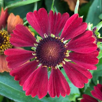 Helenium autumnale