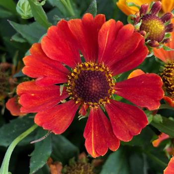 Helenium autumnale HayDay™ Orange