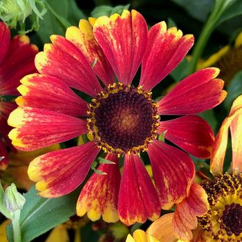 Helenium autumnale HayDay™ Red Bicolor