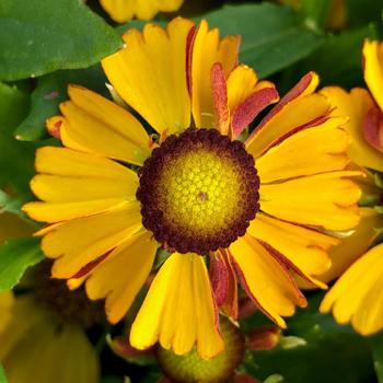 Helenium autumnale