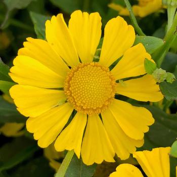 Helenium autumnale