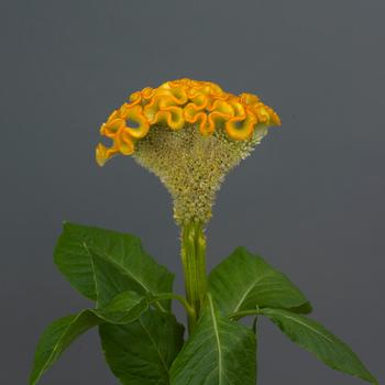 Celosia cristata