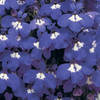 Lobelia erinus 'Marine Blue' 