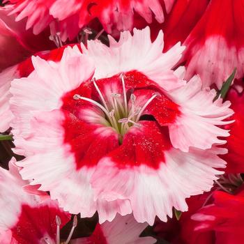 Dianthus chinensis 'Strawberry Shades' 