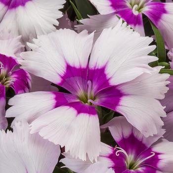 Dianthus chinensis 'Blueberry Eye' 