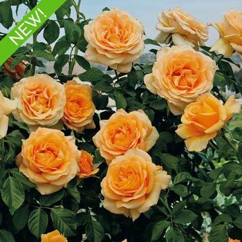 Rosa 'Golden Opportunity™' PPAF