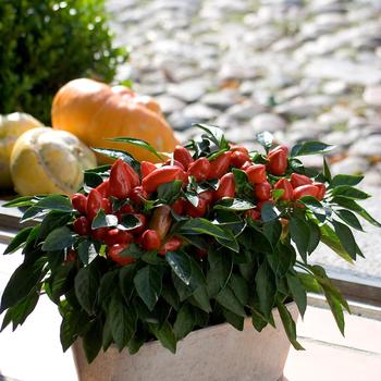 Capsicum annuum 'Samba Red' 