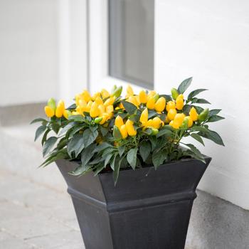 Capsicum annuum 'Samba Yellow'