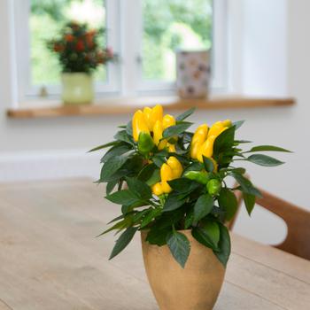 Capsicum annuum 'Samba XL Yellow'