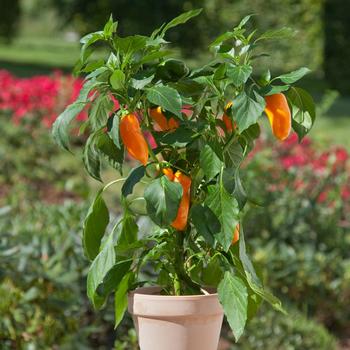 Capsicum annuum 'Snack Supreme' 