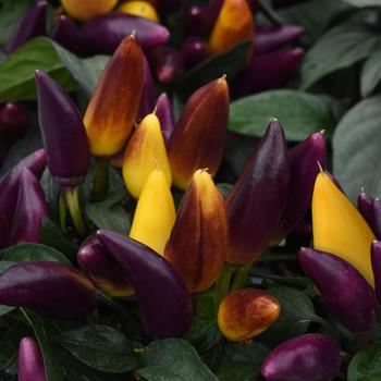 Capsicum annuum 'Salsa Purple Yellow'